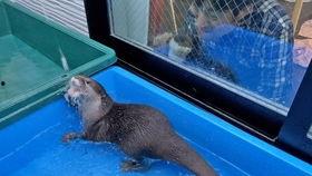 獭子吃瓜,智慧生活新篇章