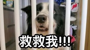 asmr吃哈密瓜,甜蜜与宁静的味蕾盛宴