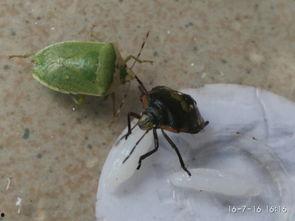 大嘴瓜吃虫子,一场生态平衡的奇妙之旅