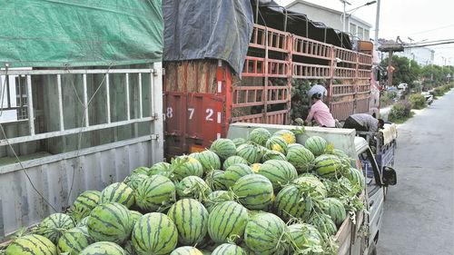 洪山镇吃瓜地址,探寻美食新地标