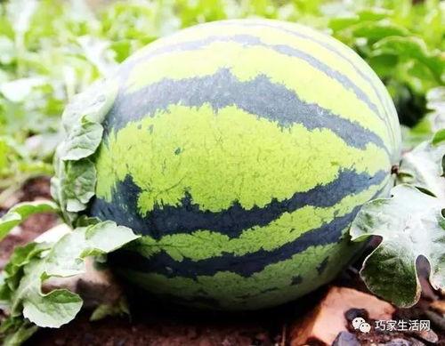 五林洞吃瓜,揭秘网红吃瓜圣地背后的故事